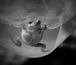 Close-up of frog in water