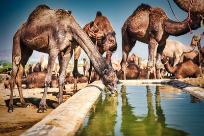 Panoramic view of camels during drinking water