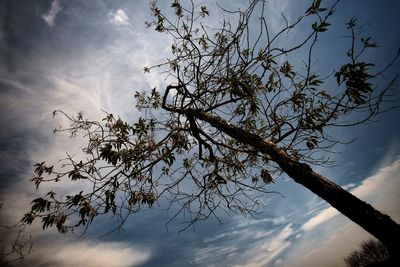 Low angle view of tree against sky