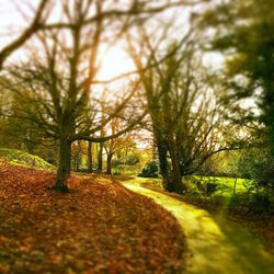 Surface level of footpath in forest