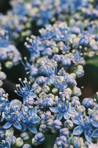 Close-up of purple flowering plant