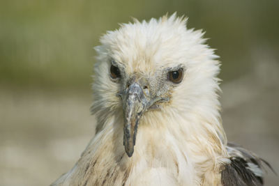 Close-up portrait of owl