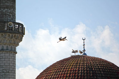 Low angle view of seagull flying against sky