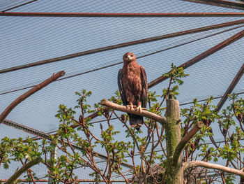 Low angle view of eagle perching on branch