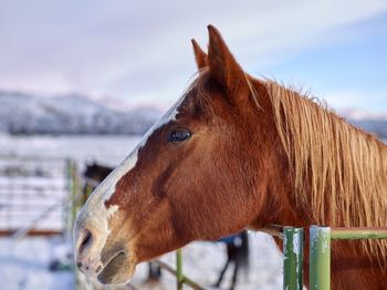 Close-up of horse in ranch against sky