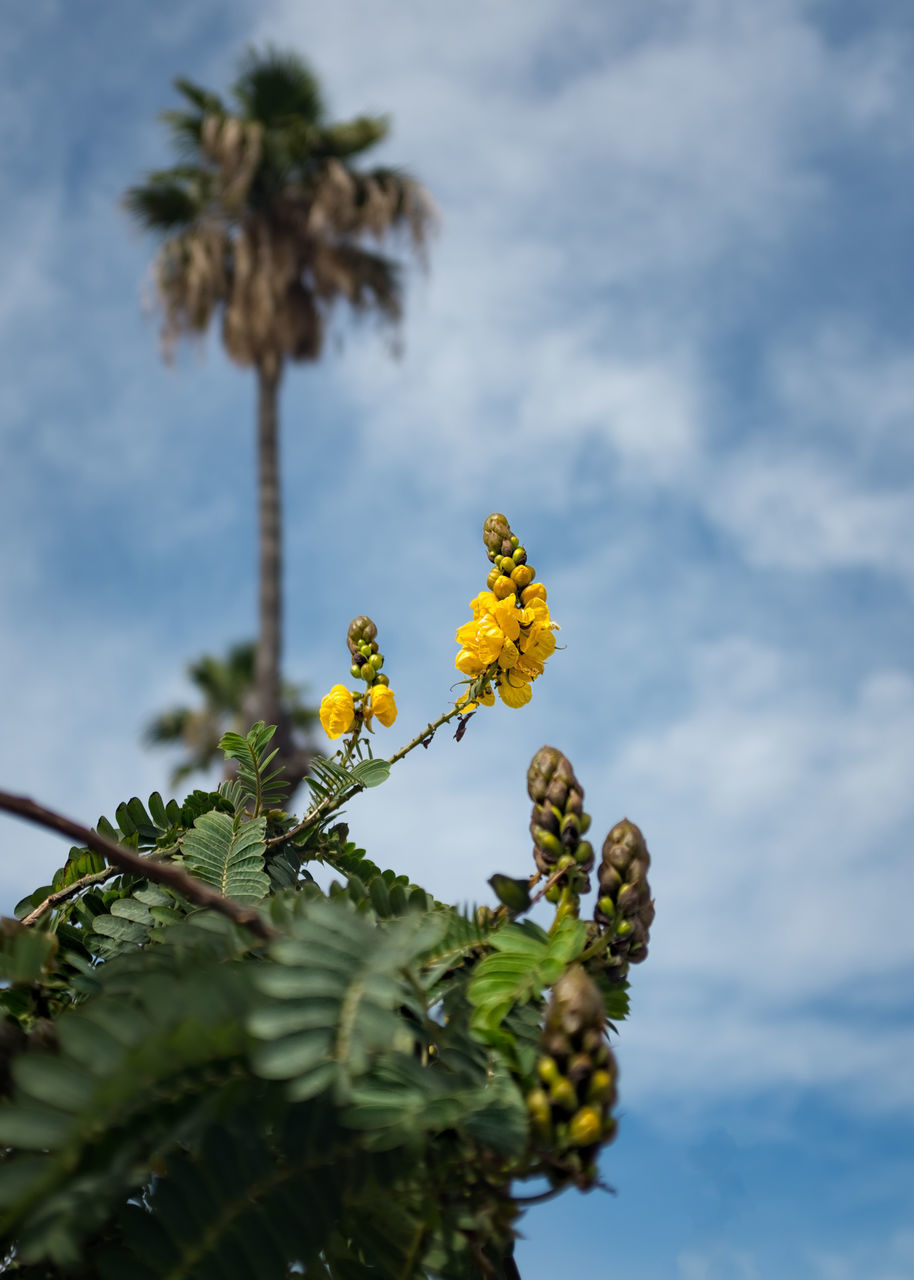 CLOSE-UP OF YELLOW FLOWERING PLANT AGAINST SKY