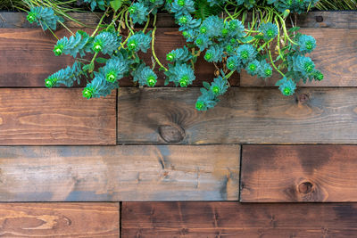 High angle view of plants growing on table