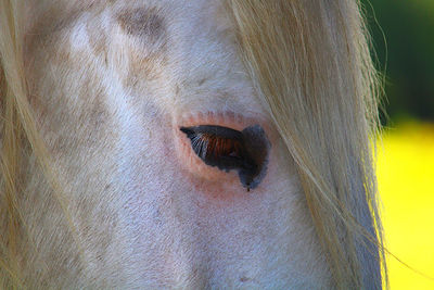 Close-up of horse