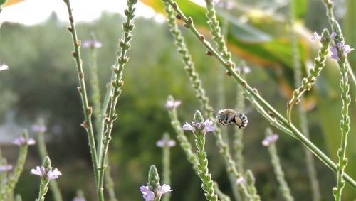 Close-up of bee flying over plants