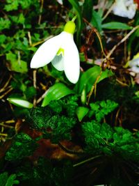 Close-up of white flower