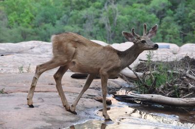 Side view of deer standing on lakeshore