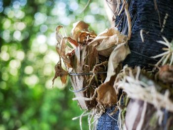 Close-up of dry leaves on tree