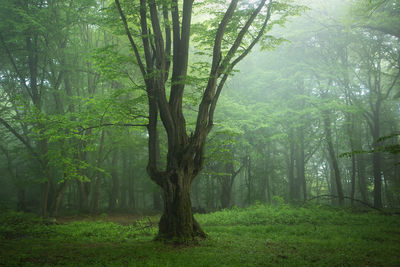 Trees in forest