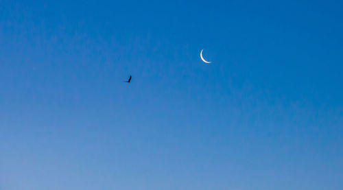 Low angle view of birds flying against clear blue sky