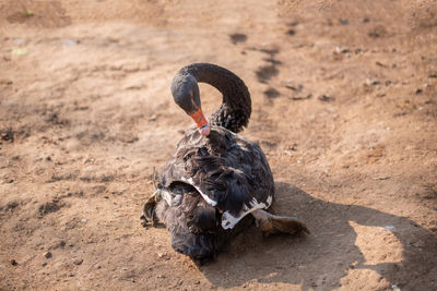 Black swan at islamabad gardens resting and cleaning her feathers.