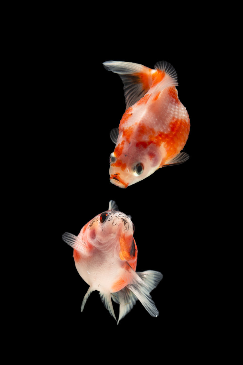 CLOSE-UP OF FISH SWIMMING UNDERWATER