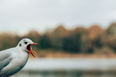 Close-up of bird perching outdoors