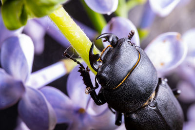 Close-up of insect on flower