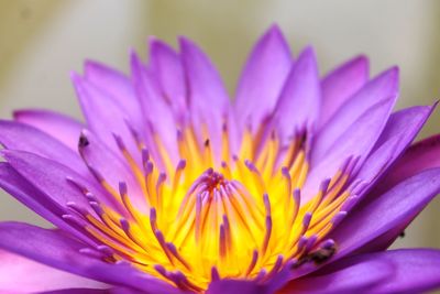 Close-up of purple crocus flower