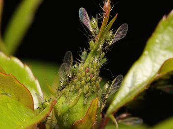 Close-up of insect on plant