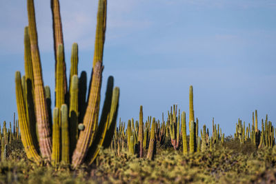 Close-up of cactus plants on field against sky