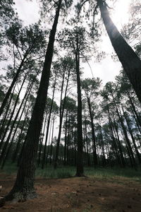 Low angle view of bamboo trees in forest