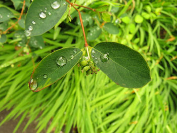 Close-up of water drops on leaf