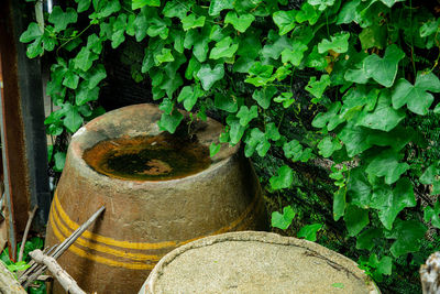 High angle view of potted plants in yard