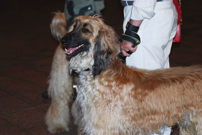 Rear view of man with dog standing outdoors