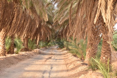 Dirt road amidst palm trees