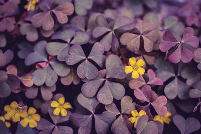 High angle view of pink flowering plant leaves