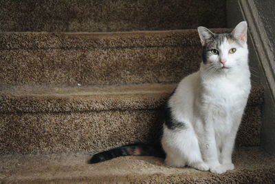 Portrait of cat sitting on staircase