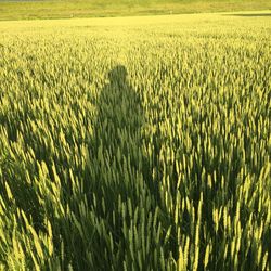 Crops growing on field