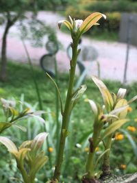 Close-up of plant growing on plant