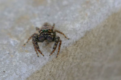 Close-up of spider