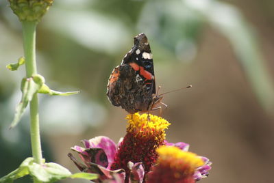 Close-up of butterfly pollinating on flower