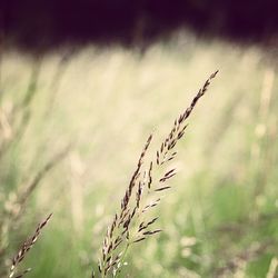 Close-up of plant growing on field