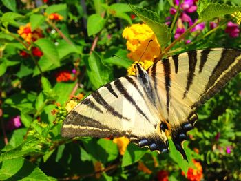 Close-up of butterfly pollinating on flower