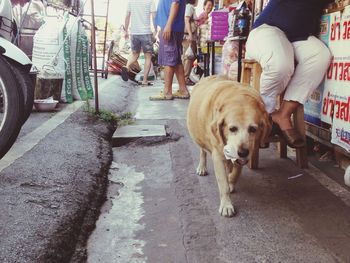 Dog looking at camera