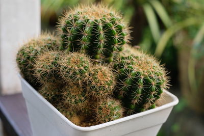 High angle view of cactus plant in pot