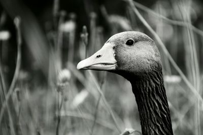 Close-up of goose on field