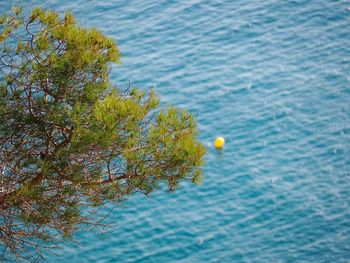 High angle view of plants in sea