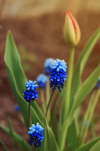 Macro photo of a spring plant flower muscari armeniacum.