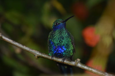 Close-up of bird perching on branch