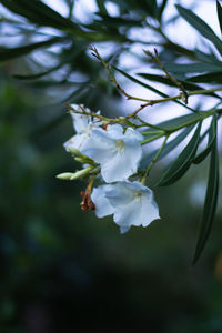 Close-up of white flowering plant