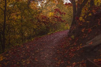 Walkway amidst trees in forest during autumn