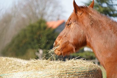 Close-up of horse in ranch