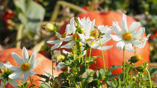 Close-up of white flowering plants