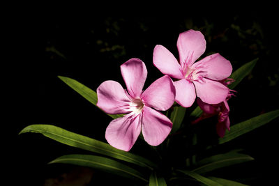 Close-up of pink flower blooming outdoors