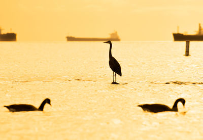 Birds on beach